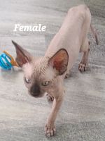 Sphynx Cats for sale in Vero Beach, FL, USA. price: NA
