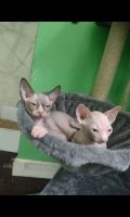 Sphynx Cats for sale in Live Oak, FL, USA. price: $1,275