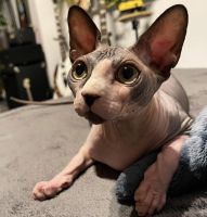 Sphynx Cats for sale in Nashville, TN, USA. price: $750