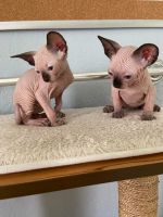 Sphynx Cats for sale in Tampa, FL, USA. price: $1,450