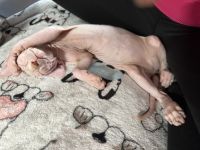 Sphynx Cats for sale in DuBois, PA 15801, USA. price: $1,200