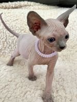 Sphynx Cats for sale in Jacksonville, FL, USA. price: $1,800