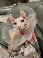 Sphynx Cats for sale in St. Augustine, FL, USA. price: $1,000
