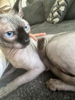 Sphynx Cats for sale in Huntington Beach, CA, USA. price: $1,800