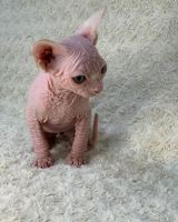 Sphynx Cats for sale in Mesquite, TX, USA. price: $700