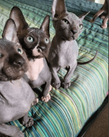 Sphynx Cats for sale in California City, CA, USA. price: $250