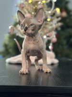 Sphynx Cats for sale in Hoffman Estates, IL, USA. price: $1,200