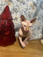 Sphynx Cats for sale in Wakefield, Rhode Island. price: $700