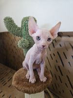 Sphynx Cats for sale in Honolulu, HI, USA. price: $2,800
