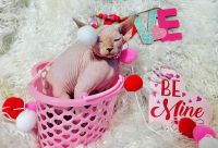 Sphynx Cats for sale in Cocoa, FL 32927, USA. price: $1,700