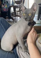 Sphynx Cats for sale in Boonville, Missouri. price: $1,400