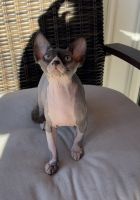 Sphynx Cats for sale in Roseville, California. price: $2,000