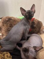 Sphynx Cats for sale in Detroit, Michigan. price: $480