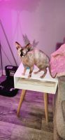Sphynx Cats for sale in Winston-Salem, NC, USA. price: $1,800