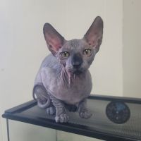 Sphynx Cats for sale in Chelmsford, Massachusetts. price: $1,450