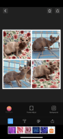 Sphynx Cats for sale in 4607 S Harding St, Indianapolis, IN 46217, USA. price: $2,000