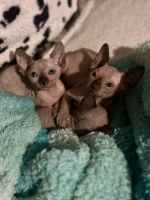 Sphynx Cats for sale in Clay County, AL, USA. price: $1,500