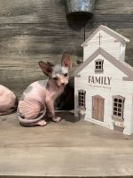 Sphynx Cats for sale in Voorhees, New Jersey. price: $1,000
