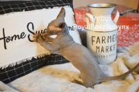 Sphynx Cats for sale in Bennett, CO 80102, USA. price: $2,000