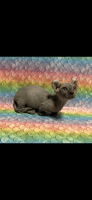 Sphynx Cats for sale in 4607 S Harding St, Indianapolis, IN 46217, USA. price: $2,900