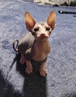 Sphynx Cats for sale in Durham, North Carolina. price: $569