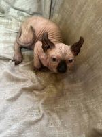Sphynx Cats for sale in New York City, New York. price: $553