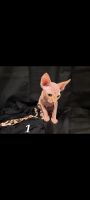 Sphynx Cats for sale in Clovis, New Mexico. price: $800