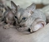 Sphynx Cats for sale in Perrysburg, Ohio. price: $2,750