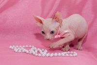 Sphynx Cats for sale in Vancouver, BC, Canada. price: $750