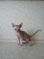 Sphynx Cats for sale in Vancouver, BC, Canada. price: $750