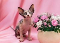 Sphynx Cats for sale in Vancouver, BC, Canada. price: $795