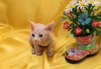 Sphynx Cats for sale in Vancouver, BC, Canada. price: $795