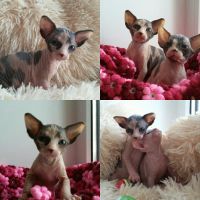 Sphynx Cats for sale in United States. price: $700