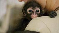 Spider Monkey Animals for sale in Charleston, SC, USA. price: NA