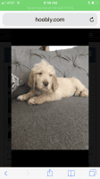 Spinone Italiano Puppies for sale in Akron, OH 44319, USA. price: NA