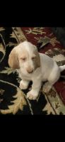 Spinone Italiano Puppies for sale in Pepper Pike, OH 44124, USA. price: NA