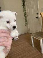 Spitz Puppies for sale in Kannapolis, NC, USA. price: NA