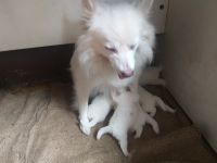 Spitz Puppies for sale in Barasat, Kolkata, West Bengal, India. price: 7000 INR