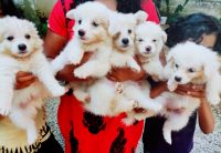 Spitz Puppies for sale in Thiruvananthapuram, Kerala, India. price: 4500 INR
