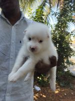 Spitz Puppies for sale in Adilabad(U), Telangana 504001, India. price: 6000 INR