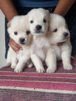 Spitz Puppies for sale in Dhanbad, Jharkhand, India. price: 5,000 INR