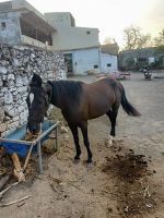 Sport horse Horses for sale in Ambada, Gujarat, India. price: 70000 INR