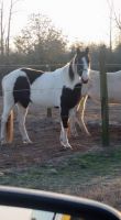 Spotted Saddle Horse Horses Photos