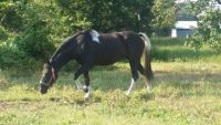 Spotted Saddle Horse Horses Photos