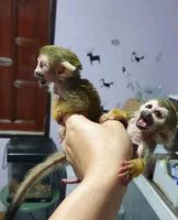Squirrel Monkey Animals for sale in Norfolk, VA, USA. price: $650