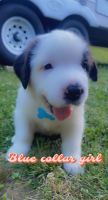 St. Bernard Puppies for sale in Stanley, VA 22851, USA. price: NA