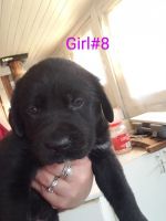 St. Bernard Puppies for sale in Pomeroy, WA 99347, USA. price: NA