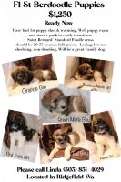 St. Bernard Puppies for sale in Vancouver, WA, USA. price: NA