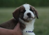 St. Bernard Puppies for sale in Moravia, NY 13118, USA. price: NA