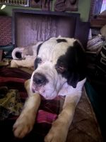 St. Bernard Puppies for sale in Hyderabad, Telangana, India. price: NA